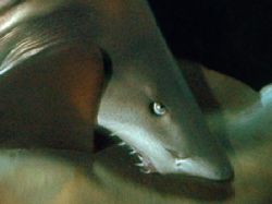 Sand Tiger sharks mating. Nikon D70 14mm lens. by Grant Kennedy 